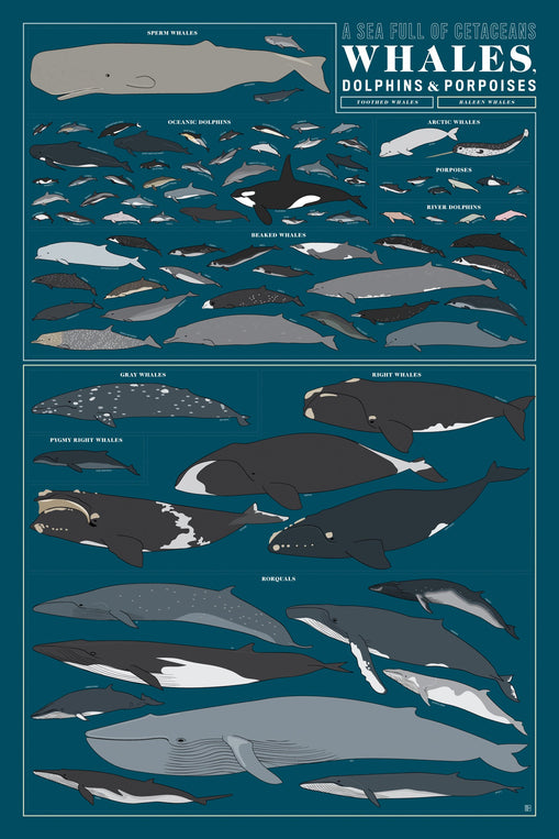 A Sea Full of Cetaceans: Whales, Dolphins, and Porpoises